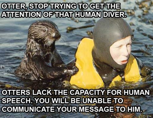 otter stop trying to get the attention of that human diver
