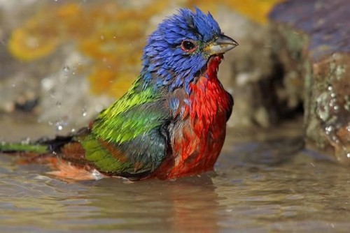 wet colorful bird