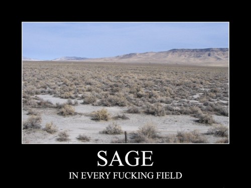 Sage - In Every Fucking Field
