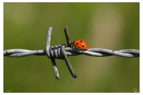 barb wire vs ladybug