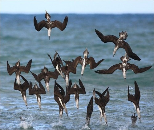 Diving birds