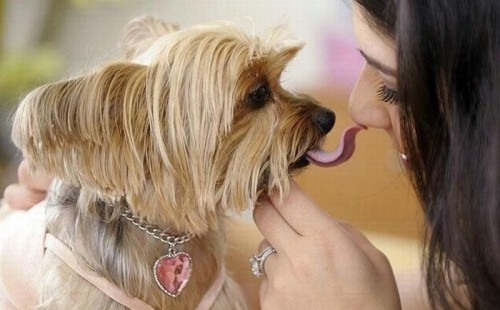doggy kisses