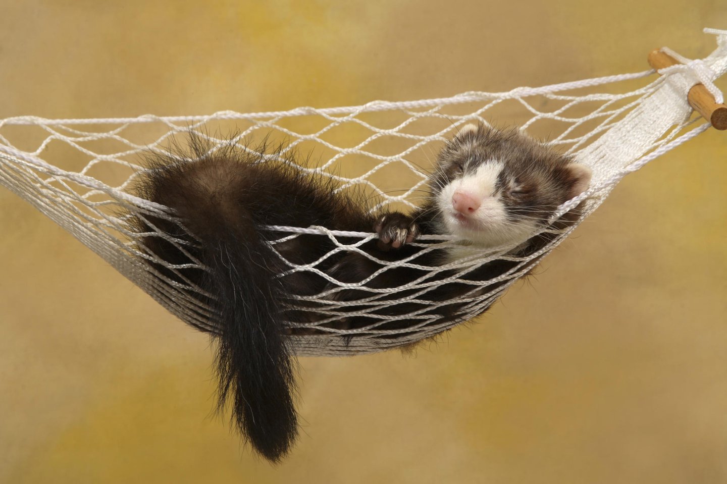 Ferret Hammock « MyConfinedSpace