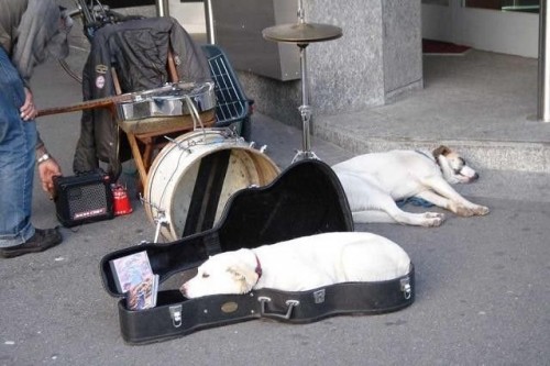 guitar dog bed