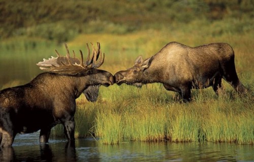 kissing moose