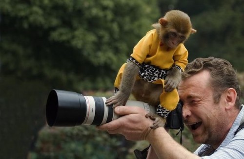 Monkey sits on camera