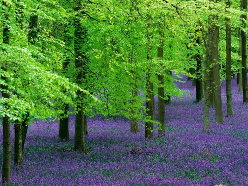 Purple Flowers and Green Leafs