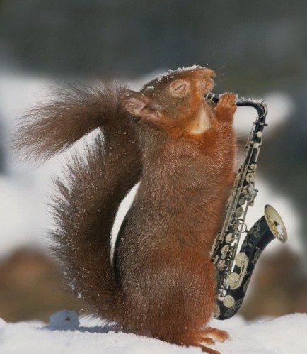 Squirrel Sax Player