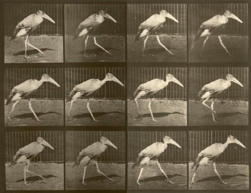 Walking Bird