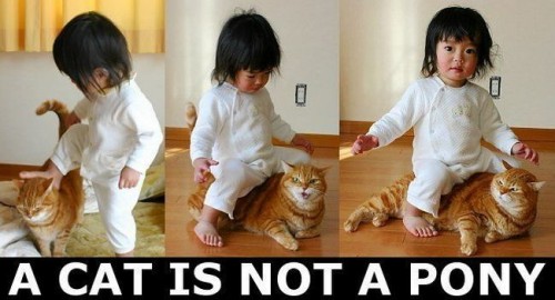 a cat is not a pony