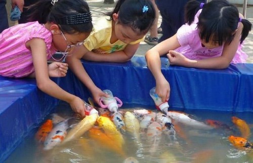 bottle fed gold fish