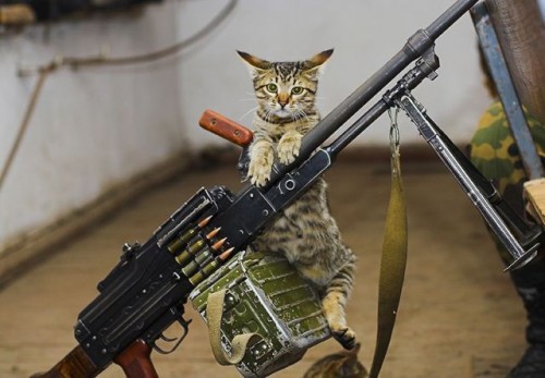 Ammo Cat - Armed and ready