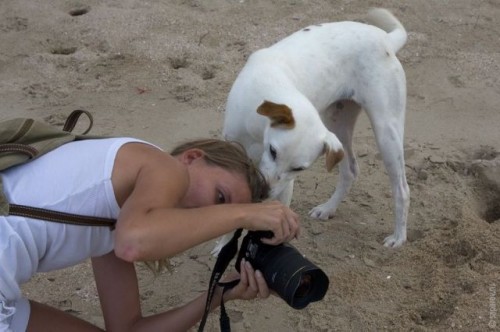 curious doggy photographer