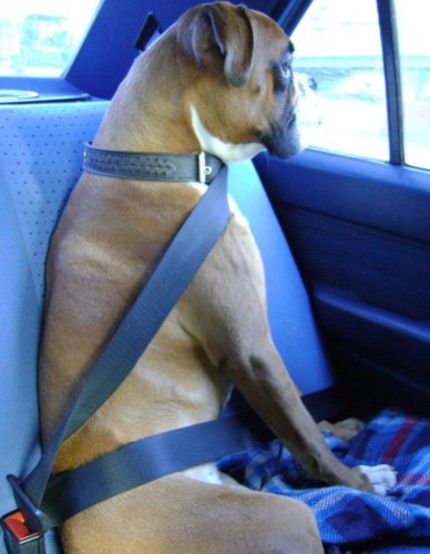 strap in you doggy