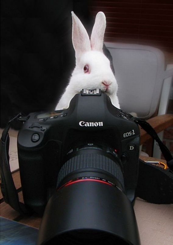 bunny photographer « MyConfinedSpace