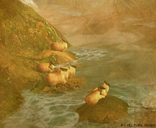 -delphine- sheep mountain