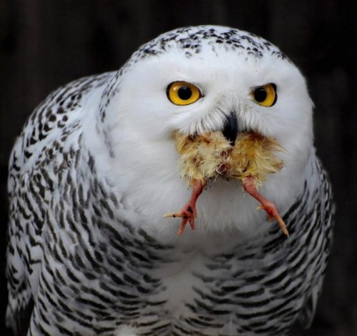 owl w food