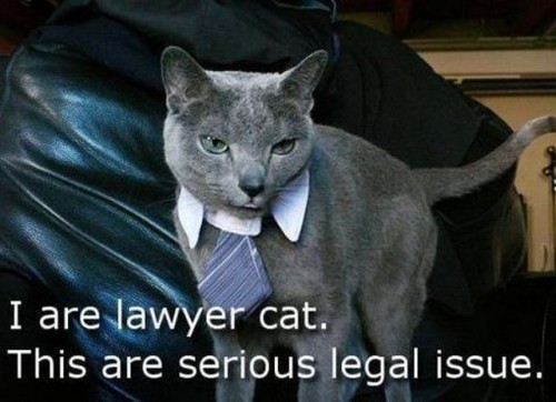 I are lawyer cat - this are serious legal issue