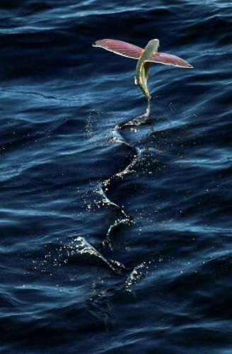 flying fish