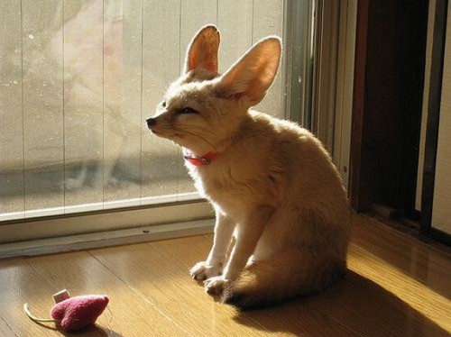 large eared animal