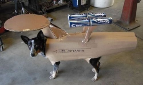 uss enterprise dog