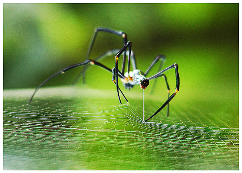 web spinner MyConfinedSpace