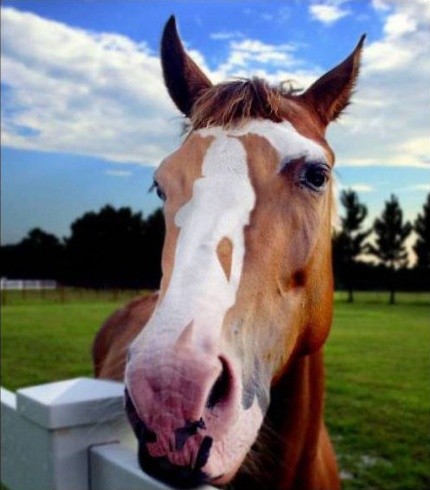 playboy bu-horse