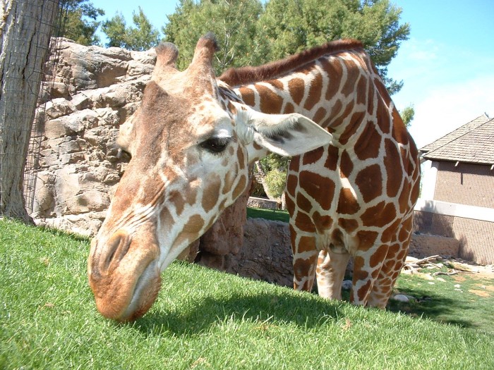 Giraffee Eating Grass