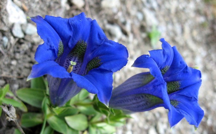 blue flowers