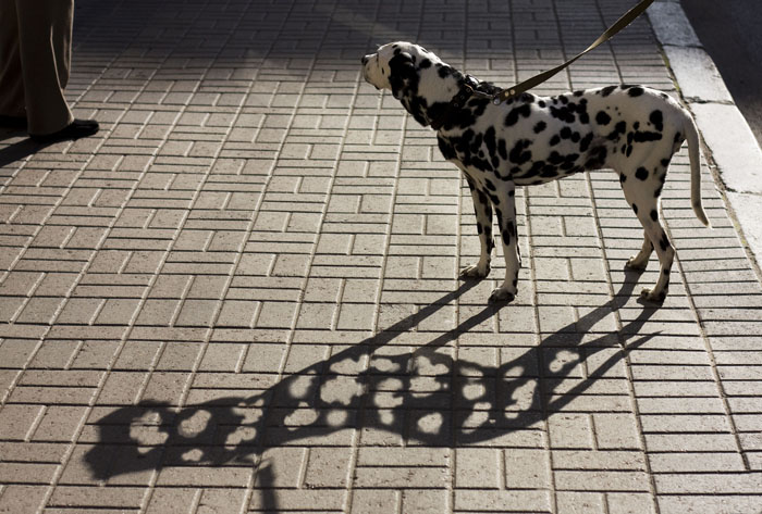 spotted dog shadow