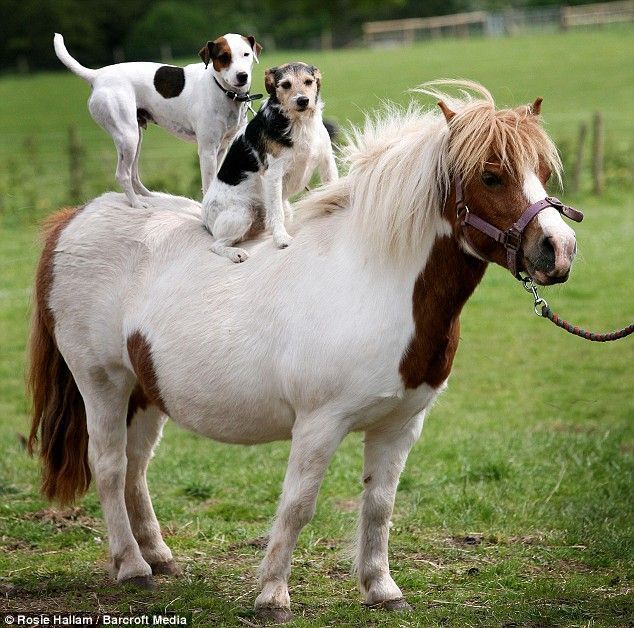 Dog On Horse