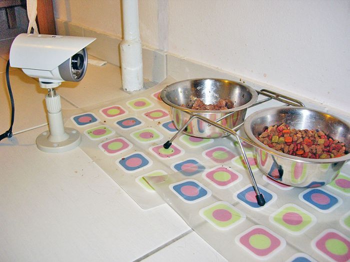 animals food monitor