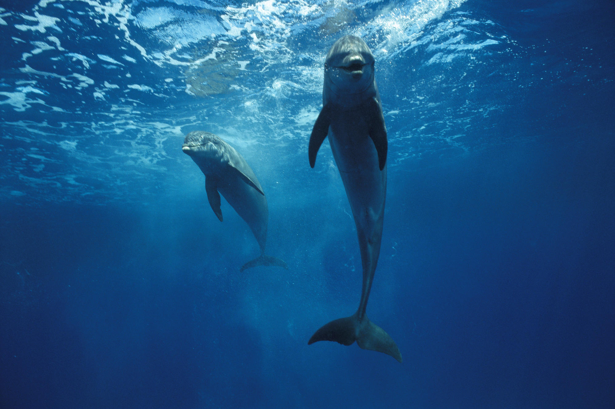dolphins at play