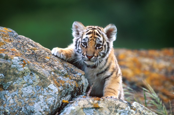 tiger cub