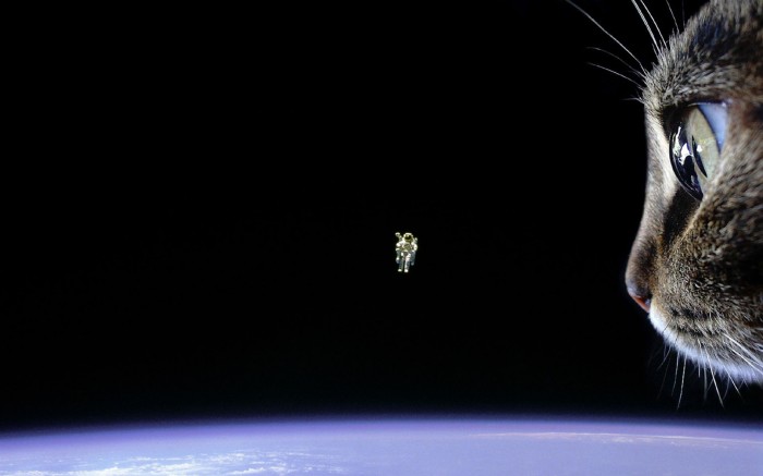 space cat