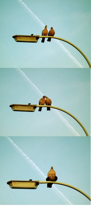 Pigeon Lovers