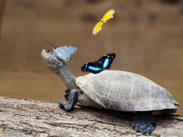 butterflies on turttle