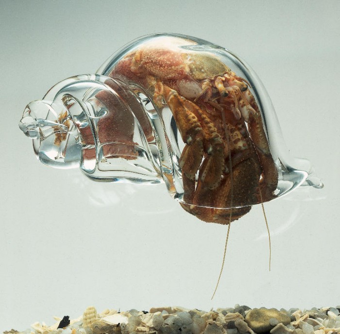 transparent shell