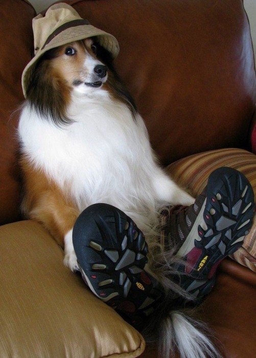 dog with shoes and hat