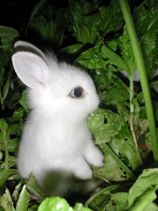 bunny in greens