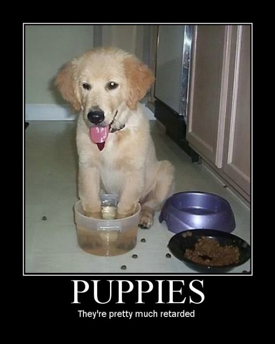 puppies - they're pretty much retarded
