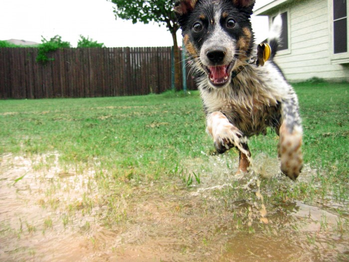 wet happy dog