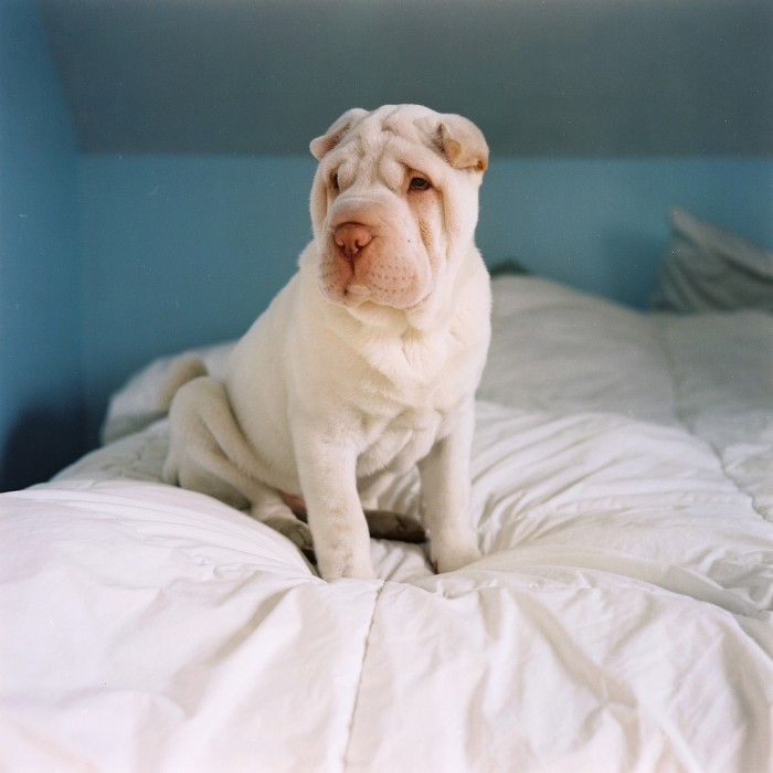 wrinkled dog on bed