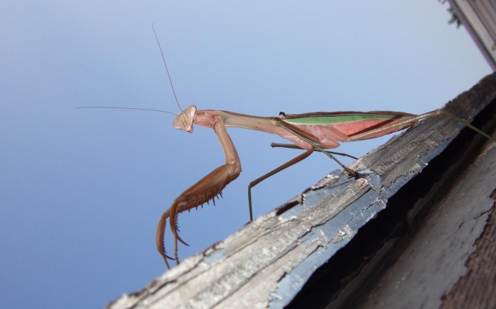 mantis wallpaper
