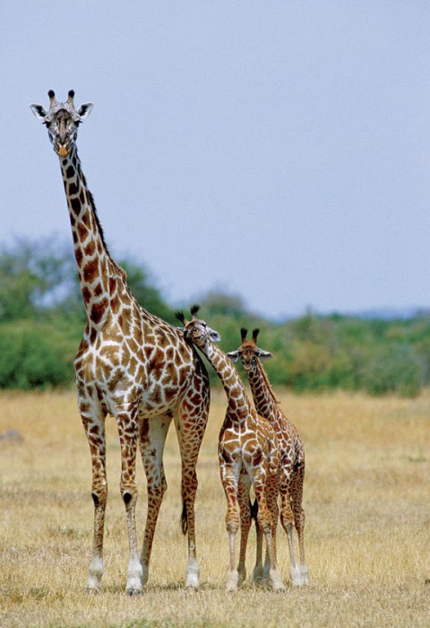 Baby Giraffe