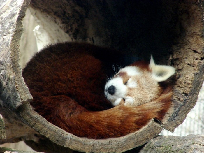 red panda nap