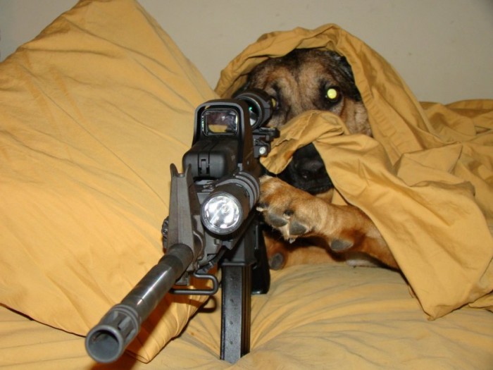 sniper dog
