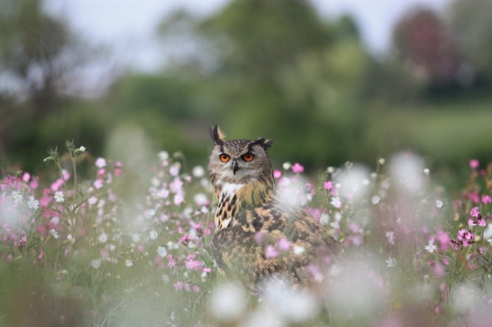 field owl