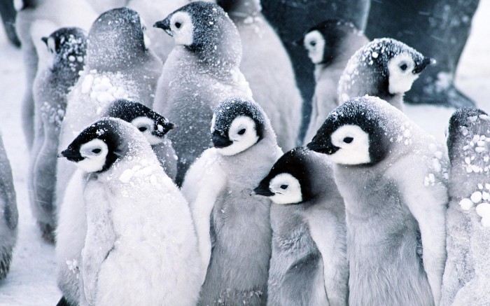 penguin wallpaper