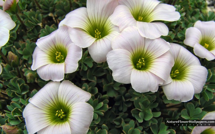 white oxalis - 1920x1200